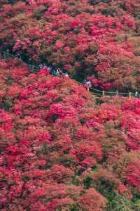 杜鵑花開了