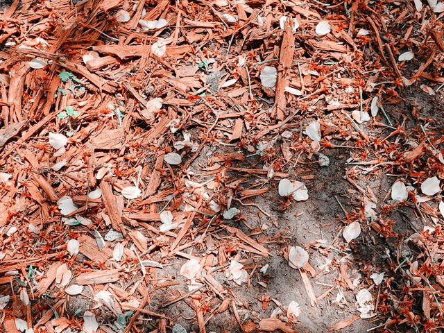 不到三小時就逛完了顧村公園