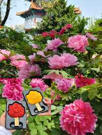 洛陽牡丹花節賞花指南|建議收藏