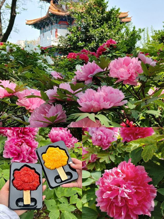 洛陽牡丹花節賞花指南|建議收藏