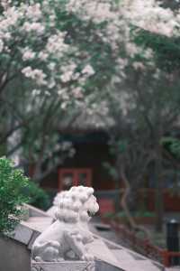 千年幽香，北京法源寺丁香盛放