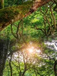 廣州｜鄧山神仙秘境森林吸氧 綠野仙踪