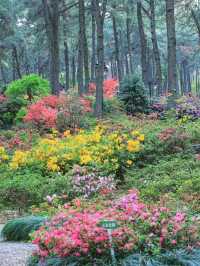 臨平公園五彩杜鵑花開，真的是太美啦吧