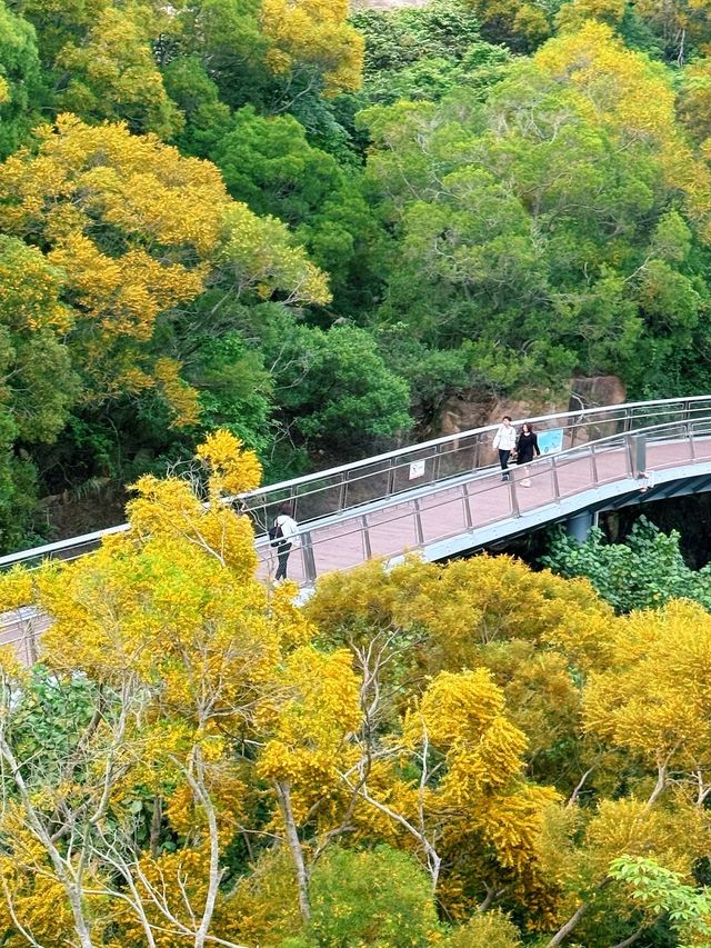 廈門健康步道林海線-五月必看的相思樹花海