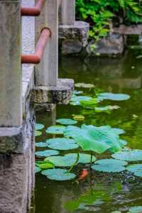 被遺忘的蘇州小眾園林——曾園與趙園,人少寧靜等你來