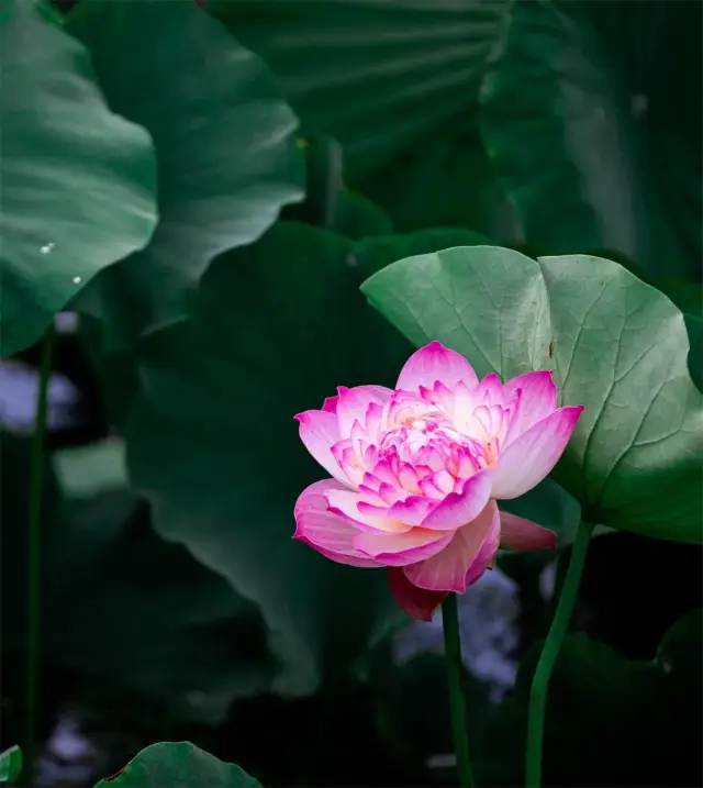 Charming Xichang, a screen full of lotus flowers brings coolness