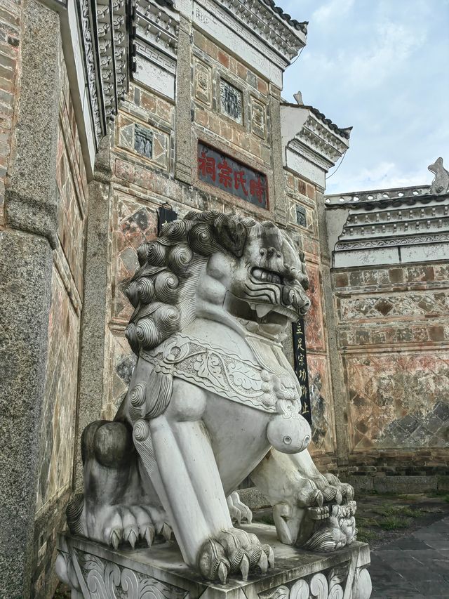 千年時姓古村宗祠，八百歲樟樹兄弟