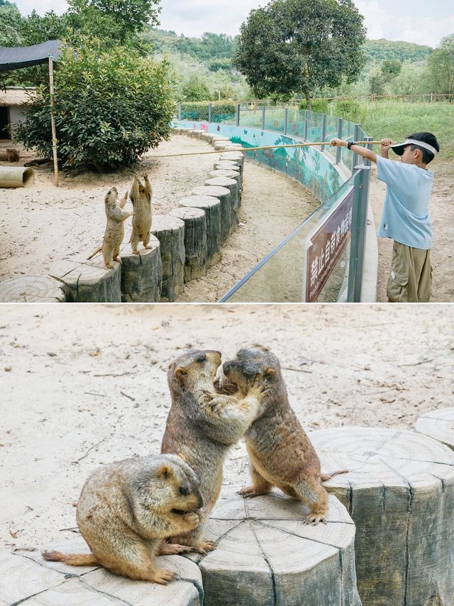 重慶周邊1h避暑|去西湖旁的動物莊園遛娃