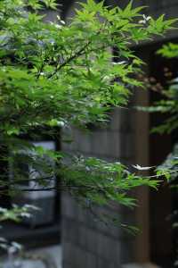 長沙...潮宗街...住得太舒服了。