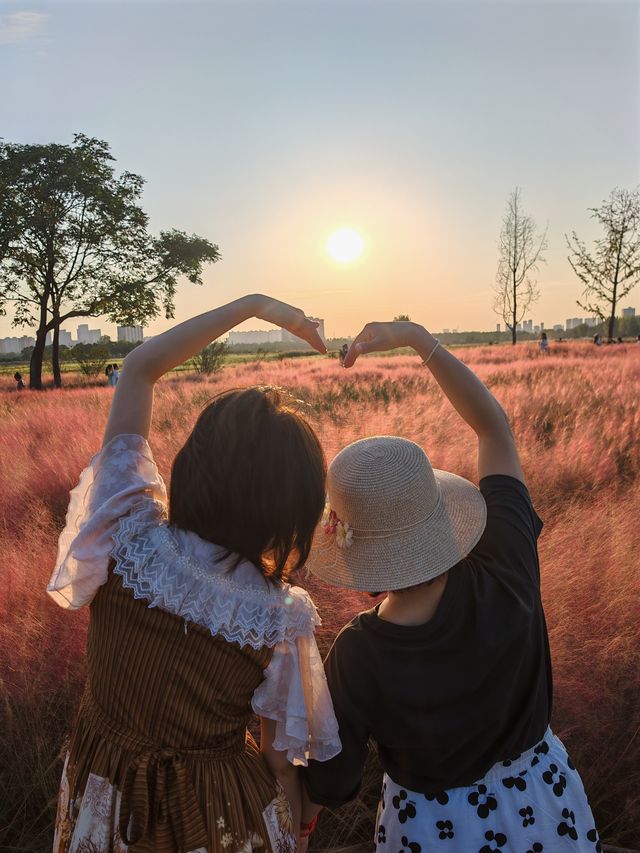 9月21日實拍西安誰還沒去這個公園看粉黛花海!。 9月21日實拍西安誰還沒去這個公園看粉黛花海!。