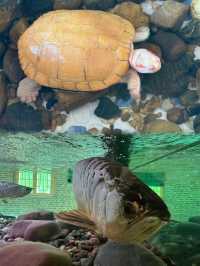 湖南常德野生動物世界 | 動物愛好者的天堂。