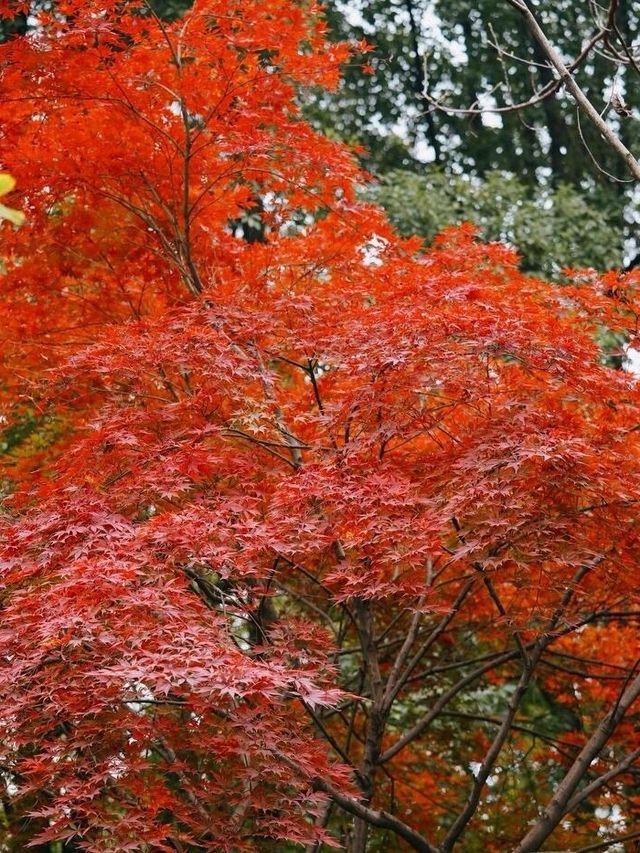 秋日童話杭州下沙小眾銀杏公園。