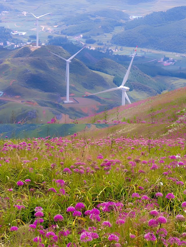 貴州屋脊上的夢幻花海——韭菜坪。