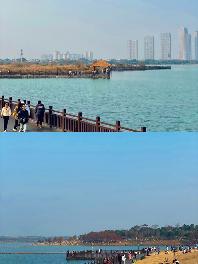 油畫般的松雅湖秋日氛圍天花板蘆葦蕩。