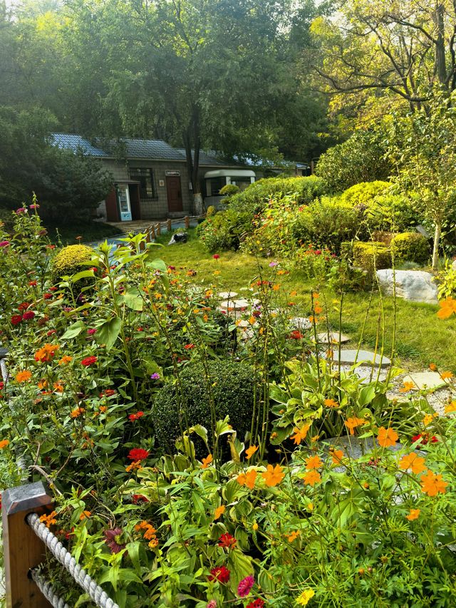 青島北嶺山森林公園野趣十足的秘密基地。