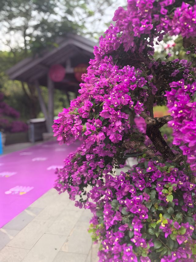 深圳探園|寶安簕杜鹃谷公園花海等你來。 深圳探園|寶安簕杜鹃谷公園花海等你來。