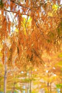 北龍湖濕地公園的水杉，開始紅了。