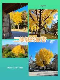 銀杏季| 尋找二條城的銀杏
