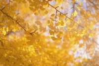 Discover the Majestic Ginkgo Tree at Prospect Park