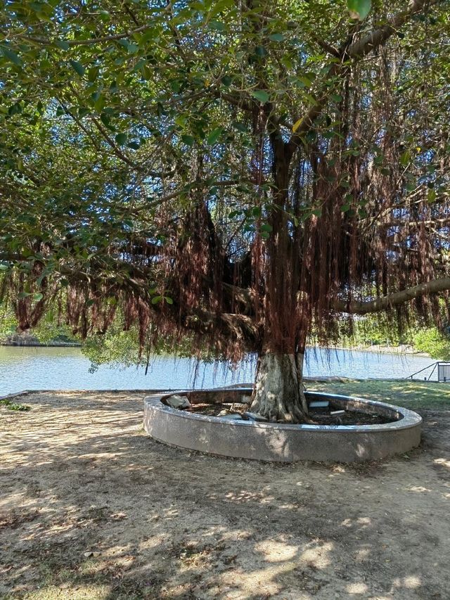 莆田綬溪公園 | 城市綠洲的詩意漫遊 。