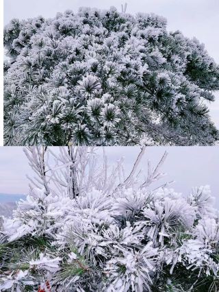 不是哈爾濱去不起，是南嶽衡山更有性價比。