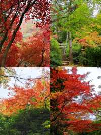 濟南紅葉谷｜為了一片葉，去赴一座山。