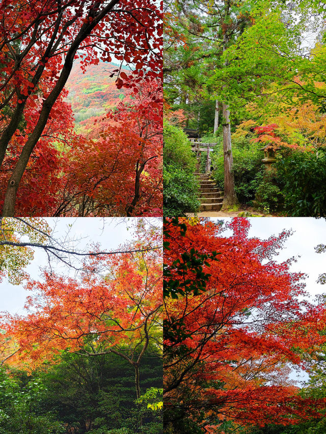 濟南紅葉谷｜為了一片葉，去赴一座山。