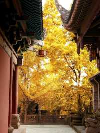 重慶銀杏滿園的寶藏寺廟——寶輪寺。