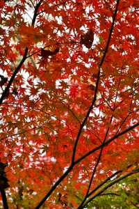 南京棲霞山紅楓觀賞攻略。