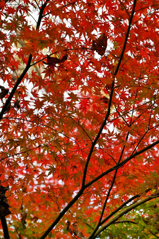 南京棲霞山紅楓觀賞攻略。