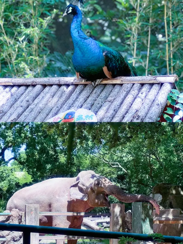 上海動物園真的讓人驚喜!!?