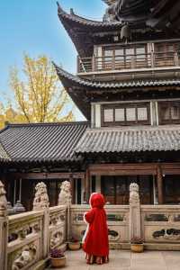 上海市區的真如寺銀杏葉落滿地啦