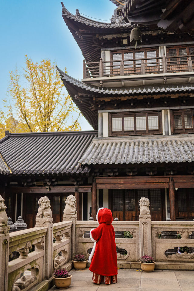 上海市區的真如寺銀杏葉落滿地啦