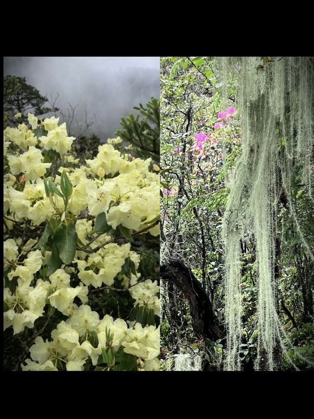 俄爾則俄｜重生之我在魔幻森林撿水晶。