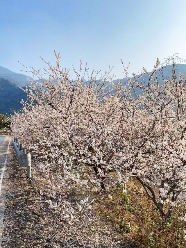 廣州路邊免費梅花拍照，我不允許你不知道！