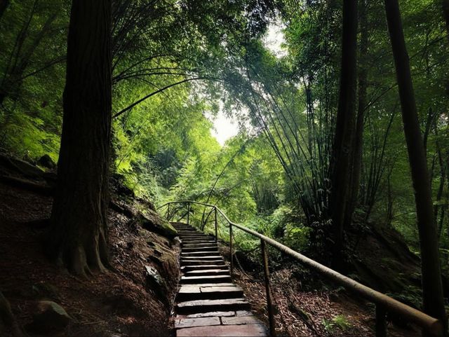 來川西竹海深呼吸，沉醉天然氧吧