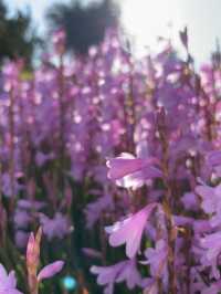 Weekend Getaway at Auckland Botanic Gardens