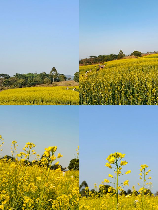陌上花公園：油菜花的金色海洋