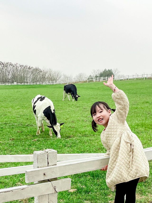 成都出發1h ｜餵奶牛餵小動物 遛娃…