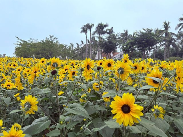 海口萬綠園 | 感受冬日葵花海