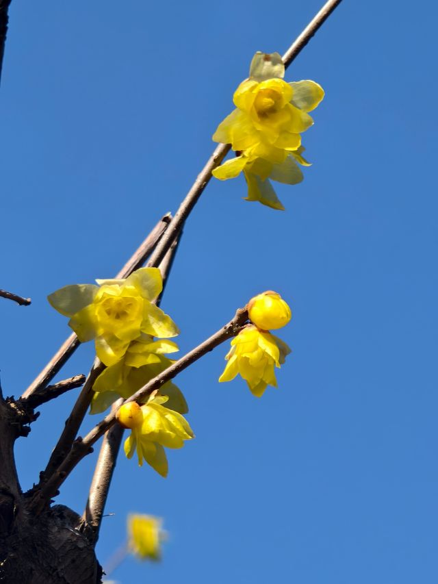 豐慶公園春已至，美好終將來臨！