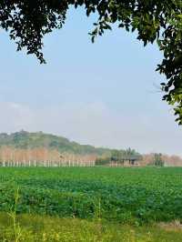 重慶春日踏青出遊好去處：廣陽島