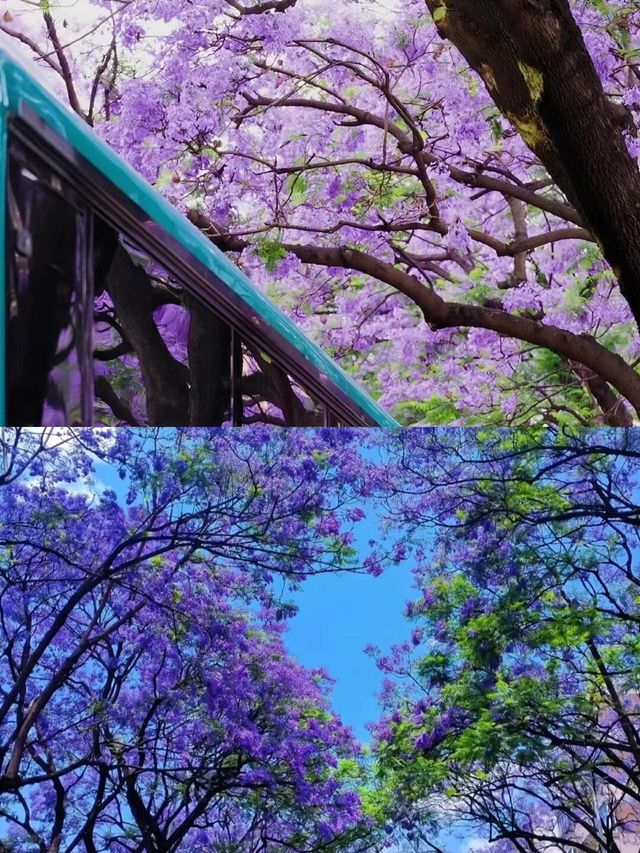 人生建議：春天務必要去一趟昆明！附賞花攻略