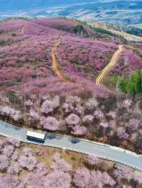 千畝櫻花園盛開錯過要再等一年