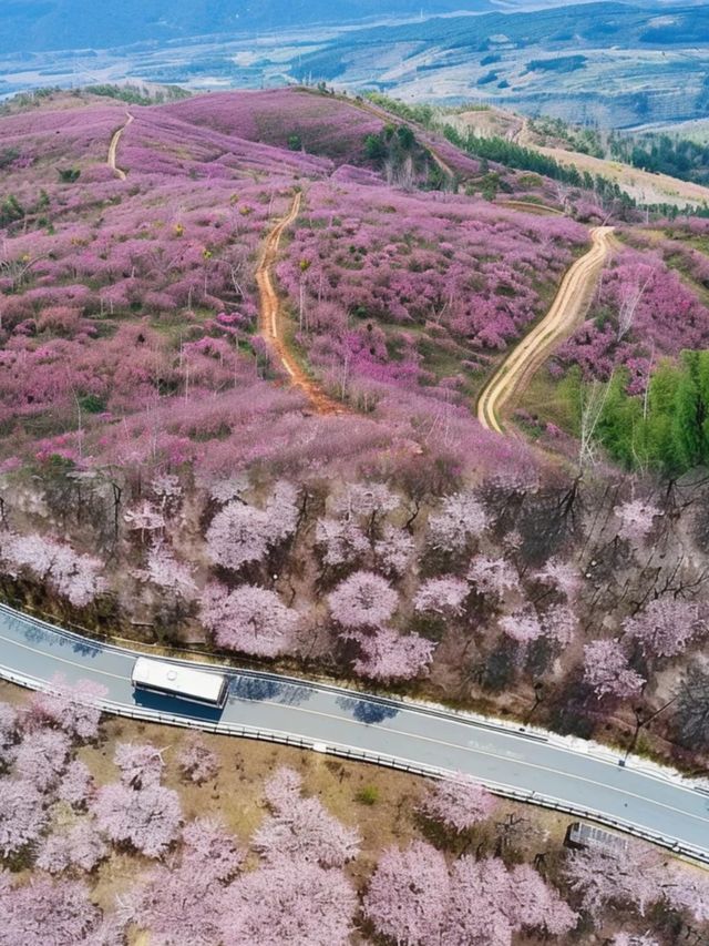 千畝櫻花園盛開錯過要再等一年