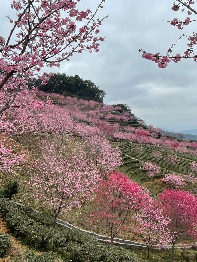 廣東梅州陰那山｜春日快奔赴一場浪漫花約