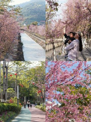 "Little Sanya of Sichuan": A Guide to Spending Winter in Miyi, Panzhihua