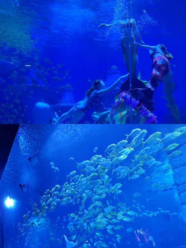 廣州海洋館隱藏著哪些未被大眾發現的海洋秘密？