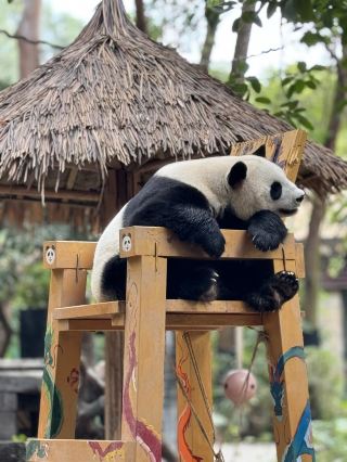 Guangzhou Chimelong | 8-Hour Nanny-Level Guide to Avoid Backtracking