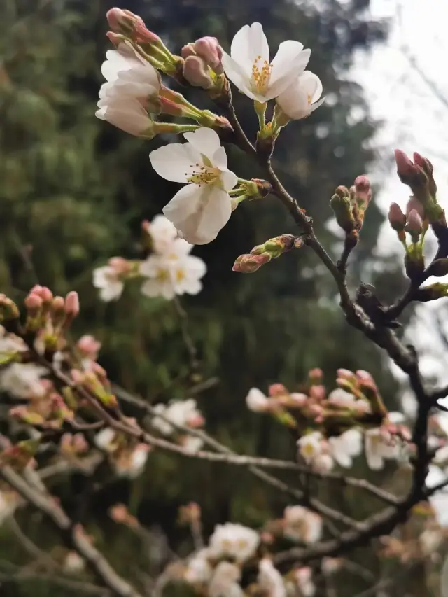 Wuhan University Cherry Blossom Viewing Guide!